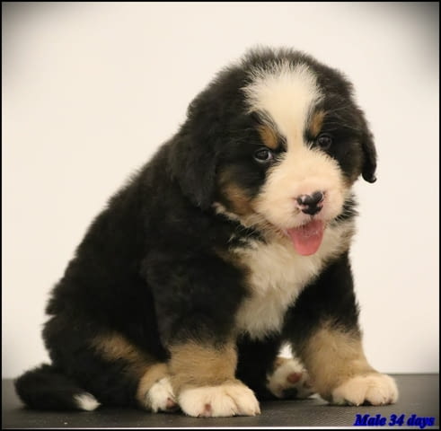 Бернско планинско куче кученца Bernese Mountain Dog, Vaccinated - Yes, Dewormed - Yes - city of Izvun Bulgaria | Dogs - снимка 2