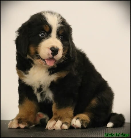 Бернско планинско куче кученца Bernese Mountain Dog, Vaccinated - Yes, Dewormed - Yes - city of Izvun Bulgaria | Dogs - снимка 3