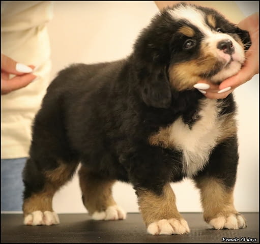 Бернско планинско куче кученца Bernese Mountain Dog, Vaccinated - Yes, Dewormed - Yes - city of Izvun Bulgaria | Dogs - снимка 4