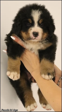 Бернско планинско куче кученца Bernese Mountain Dog, Vaccinated - Yes, Dewormed - Yes - city of Izvun Bulgaria | Dogs - снимка 5