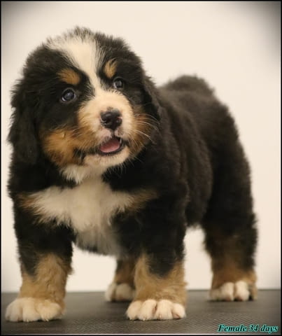 Бернско планинско куче кученца Bernese Mountain Dog, Vaccinated - Yes, Dewormed - Yes - city of Izvun Bulgaria | Dogs - снимка 6