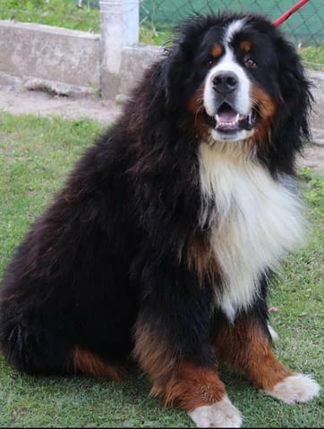 Бернско планинско куче кученца Bernese Mountain Dog, Vaccinated - Yes, Dewormed - Yes - city of Izvun Bulgaria | Dogs - снимка 8