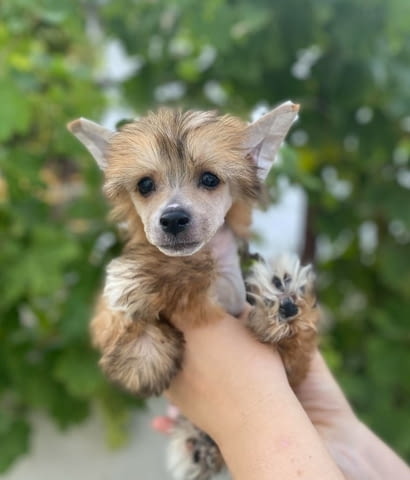 Китайски гребенест кученца Chinese Nude Crested Dog, Vaccinated - Yes, Dewormed - Yes - city of Izvun Bulgaria | Dogs - снимка 1