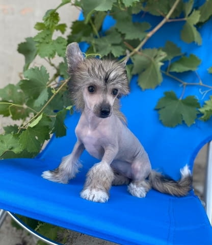 Китайски гребенест кученца Chinese Nude Crested Dog, Vaccinated - Yes, Dewormed - Yes - city of Izvun Bulgaria | Dogs - снимка 3