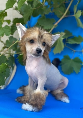 Китайски гребенест кученца Chinese Nude Crested Dog, Vaccinated - Yes, Dewormed - Yes - city of Izvun Bulgaria | Dogs - снимка 5