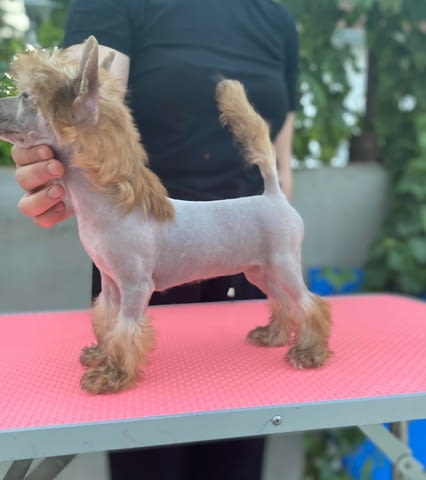 Китайски гребенест кученца Chinese Nude Crested Dog, Vaccinated - Yes, Dewormed - Yes - city of Izvun Bulgaria | Dogs - снимка 6