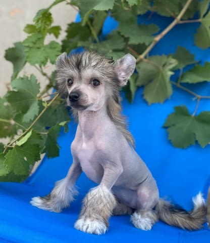 Китайски гребенест кученца Chinese Nude Crested Dog, Vaccinated - Yes, Dewormed - Yes - city of Izvun Bulgaria | Dogs - снимка 8