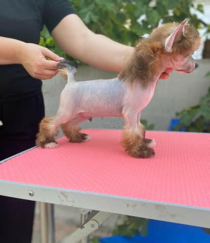 Китайски гребенест кученца Chinese Nude Crested Dog, Vaccinated - Yes, Dewormed - Yes - city of Izvun Bulgaria | Dogs - снимка 9