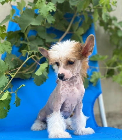 Китайски гребенест кученца Chinese Nude Crested Dog, Vaccinated - Yes, Dewormed - Yes - city of Izvun Bulgaria | Dogs - снимка 10