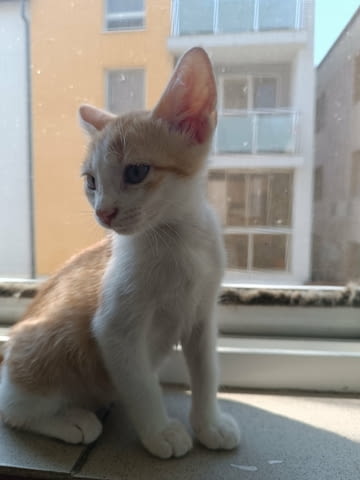 Подаряват се четири малки котета Other, 3 Months, Vaccine - No - city of Stara Zagora | Cats - снимка 1