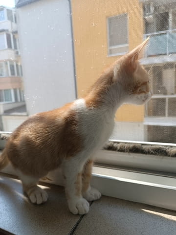 Подаряват се четири малки котета Other, 3 Months, Vaccine - No - city of Stara Zagora | Cats - снимка 2