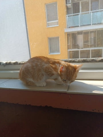 Подаряват се четири малки котета Other, 3 Months, Vaccine - No - city of Stara Zagora | Cats - снимка 4