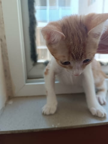 Подаряват се четири малки котета Other, 3 Months, Vaccine - No - city of Stara Zagora | Cats - снимка 5