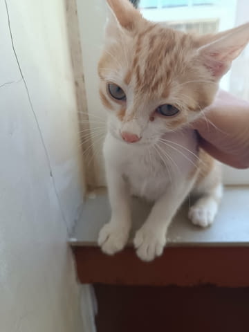 Подаряват се четири малки котета Other, 3 Months, Vaccine - No - city of Stara Zagora | Cats - снимка 6