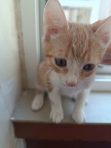 Подаряват се четири малки котета Other, 3 Months, Vaccine - No - city of Stara Zagora | Cats - снимка 7