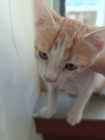 Подаряват се четири малки котета Other, 3 Months, Vaccine - No - city of Stara Zagora | Cats - снимка 8