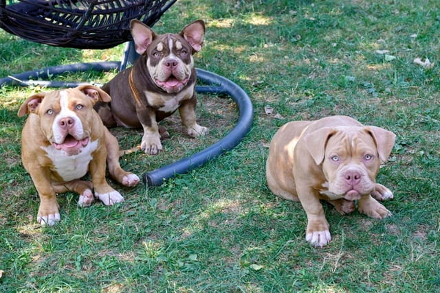 American Bully кученца за продажба Другa, Ваксинирано - Да, Обезпаразитено - Да - град Извън България | Кучета - снимка 2