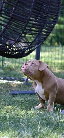 American Bully кученца за продажба Другa, Vaccinated - Yes, Dewormed - Yes - city of Izvun Bulgaria | Dogs - снимка 3