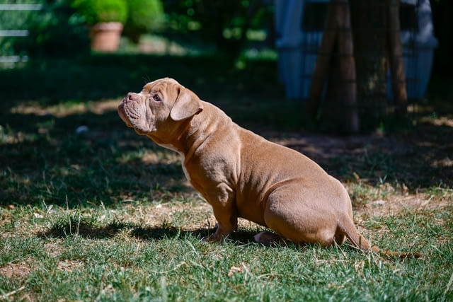 American Bully кученца за продажба Другa, Ваксинирано - Да, Обезпаразитено - Да - град Извън България | Кучета - снимка 4