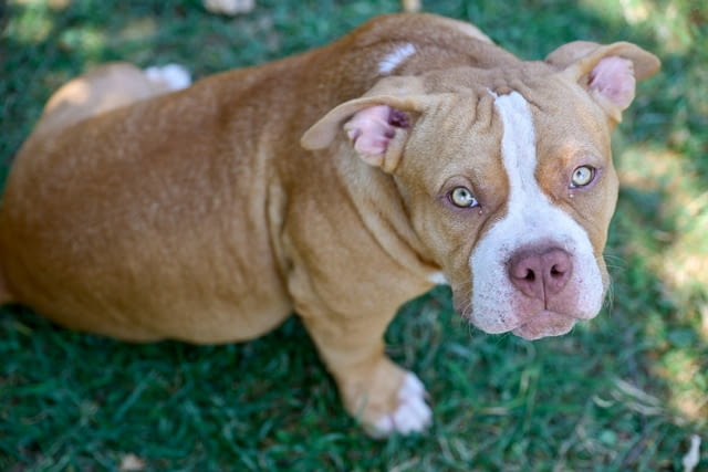 American Bully кученца за продажба Другa, Ваксинирано - Да, Обезпаразитено - Да - град Извън България | Кучета - снимка 5