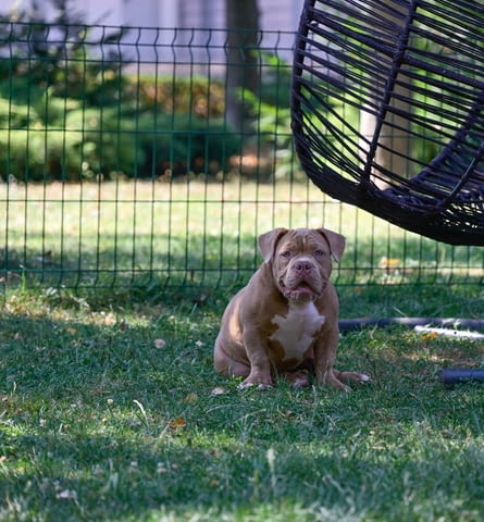 American Bully кученца за продажба Другa, Ваксинирано - Да, Обезпаразитено - Да - град Извън България | Кучета - снимка 6