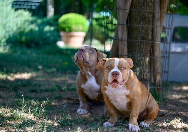 American Bully кученца за продажба Другa, Ваксинирано - Да, Обезпаразитено - Да - град Извън България | Кучета - снимка 7