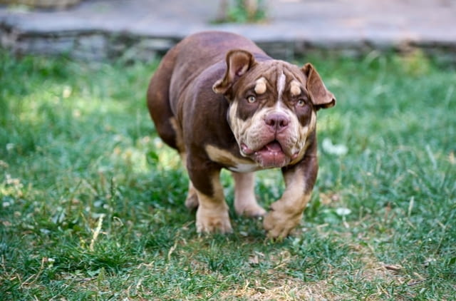 American Bully кученца за продажба Другa, Vaccinated - Yes, Dewormed - Yes - city of Izvun Bulgaria | Dogs - снимка 8