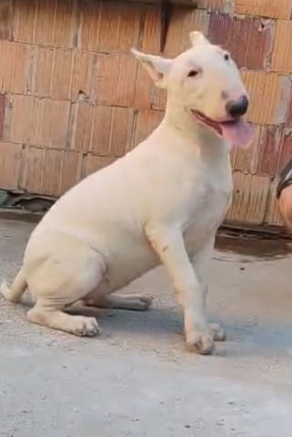 Bull terrier puppy Bulterier, 6 Months - city of Izvun Bulgaria | Dogs - снимка 1