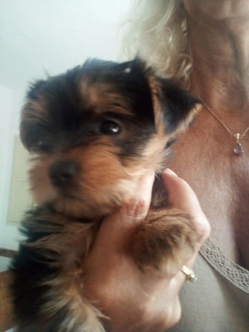 Pure bred Yorkshire terriers puppies Yorkshire Terrier, 2 Months, Vaccinated - Yes - village Ahеloy | Dogs - снимка 3