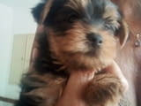 Pure bred Yorkshire terriers puppies