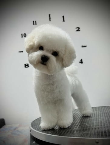 Бишон фриз женско кученце Bichon frize, Vaccinated - Yes, Dewormed - Yes - city of Izvun Bulgaria | Dogs - снимка 3