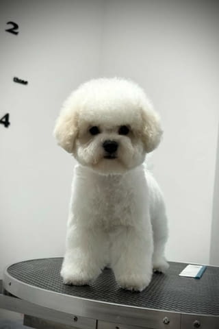 Бишон фриз женско кученце Bichon frize, Vaccinated - Yes, Dewormed - Yes - city of Izvun Bulgaria | Dogs - снимка 6