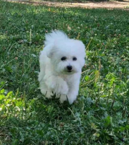 Puppy bison, female, for sale Бишон фризе, 3 месеца - град Извън България | Кучета - снимка 1