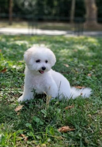 Puppy bison, female, for sale Bichon frize, 3 Months - city of Izvun Bulgaria | Dogs - снимка 2