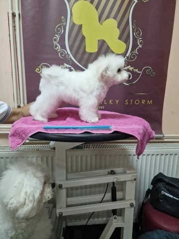 Puppy bison, female, for sale Bichon frize, 3 Months - city of Izvun Bulgaria | Dogs - снимка 3