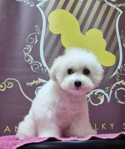 Puppy bison, female, for sale Bichon frize, 3 Months - city of Izvun Bulgaria | Dogs - снимка 4