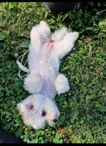 Puppy bison, female, for sale Bichon frize, 3 Months - city of Izvun Bulgaria | Dogs - снимка 5