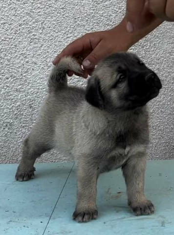 Кученца турски кангал Hank, Vaccinated - Yes - city of Sofia | Dogs - снимка 3