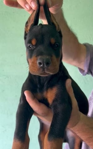 Доберман кученца за продан Doberman, Vaccinated - Yes, Dewormed - Yes - city of Izvun Bulgaria | Dogs - снимка 1