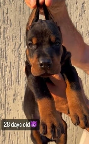 Доберман кученца за продан Doberman, Vaccinated - Yes, Dewormed - Yes - city of Izvun Bulgaria | Dogs - снимка 2