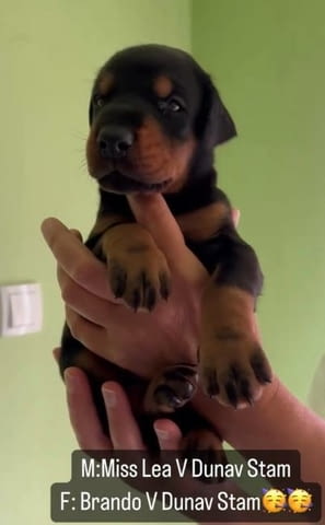 Доберман кученца за продан Doberman, Vaccinated - Yes, Dewormed - Yes - city of Izvun Bulgaria | Dogs - снимка 3