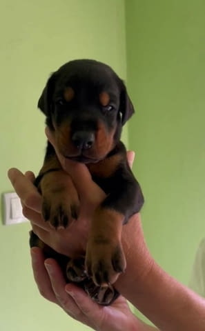 Доберман кученца за продан Doberman, Vaccinated - Yes, Dewormed - Yes - city of Izvun Bulgaria | Dogs - снимка 4