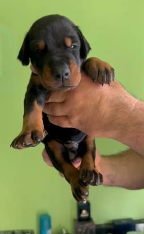 Доберман кученца за продан Doberman, Vaccinated - Yes, Dewormed - Yes - city of Izvun Bulgaria | Dogs - снимка 5