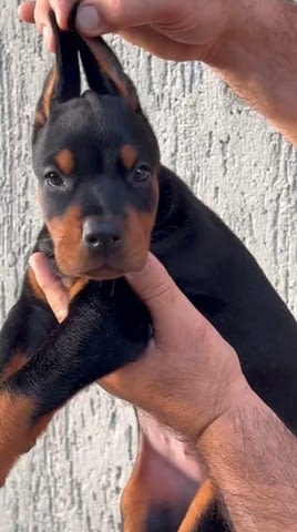 Доберман кученца за продан Doberman, Vaccinated - Yes, Dewormed - Yes - city of Izvun Bulgaria | Dogs - снимка 7