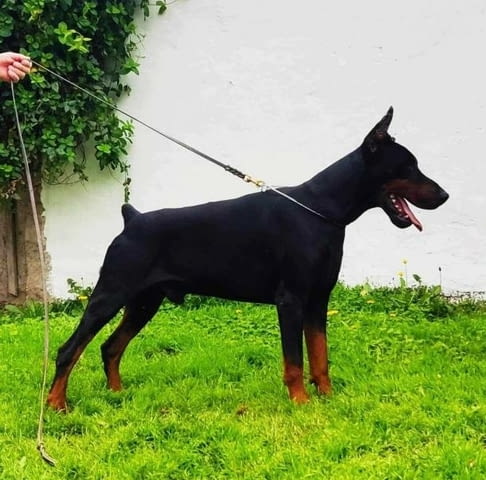 Доберман кученца за продан Doberman, Vaccinated - Yes, Dewormed - Yes - city of Izvun Bulgaria | Dogs - снимка 8