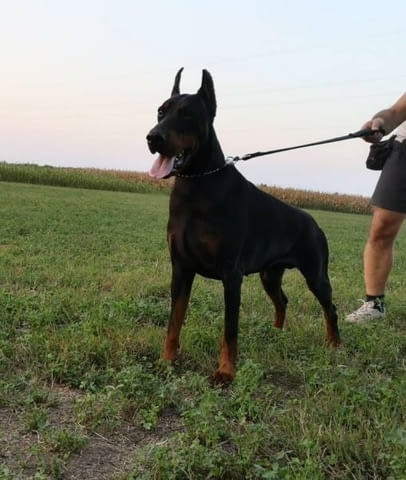 Доберман кученца за продан Doberman, Vaccinated - Yes, Dewormed - Yes - city of Izvun Bulgaria | Dogs - снимка 9