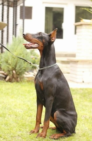 Доберман кученца за продан Doberman, Vaccinated - Yes, Dewormed - Yes - city of Izvun Bulgaria | Dogs - снимка 10