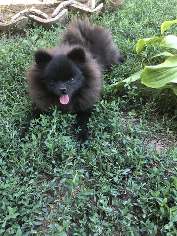 Мини Померанче Pomeranian, 3 Months, Vaccinated - Yes - city of Debelec | Dogs - снимка 1