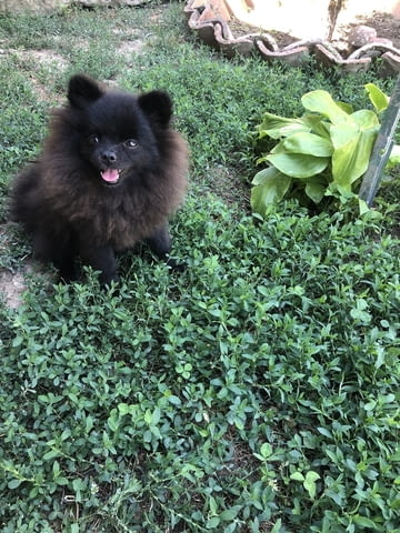 Мини Померанче Pomeranian, 3 Months, Vaccinated - Yes - city of Debelec | Dogs - снимка 2