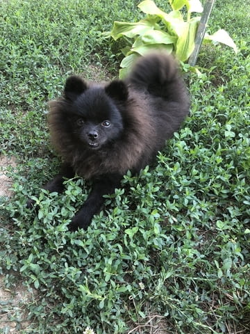 Мини Померанче Pomeranian, 3 Months, Vaccinated - Yes - city of Debelec | Dogs - снимка 3